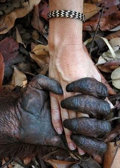 Jane Goodall